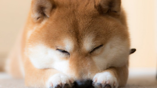 3 grote redenen om Shiba Inu in 2022 te verkopen