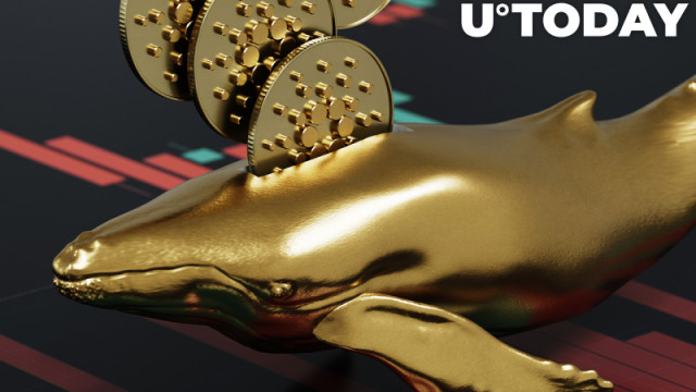 Cardano Whales verhogen grote transacties met 213% naarmate de prijs daalt: details