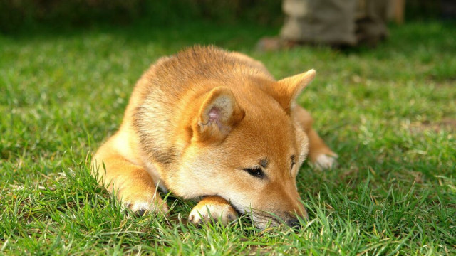 De oprichter van Shiba Inu stapt op uit SHIB. Dit is wat dat betekent.