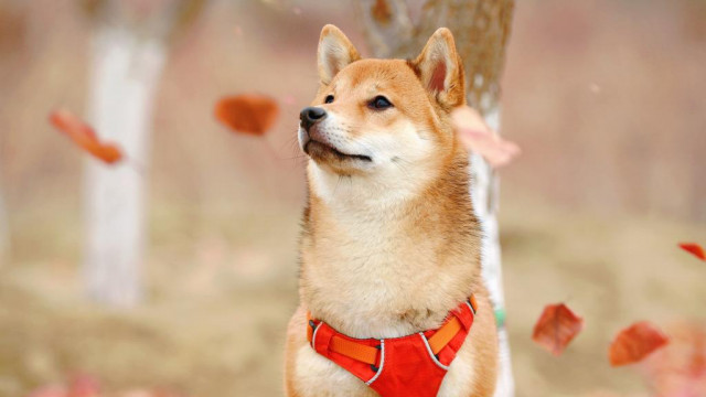 Deze Franciscaanse universiteit in Illinois accepteert nu donaties in Dogecoin en Shiba Inu