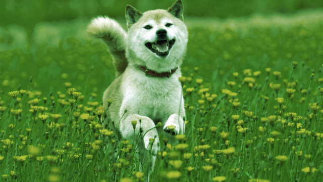 Deze verbranding van Shiba Inu-tokens kan op zijn best slechts een beperkt effect hebben