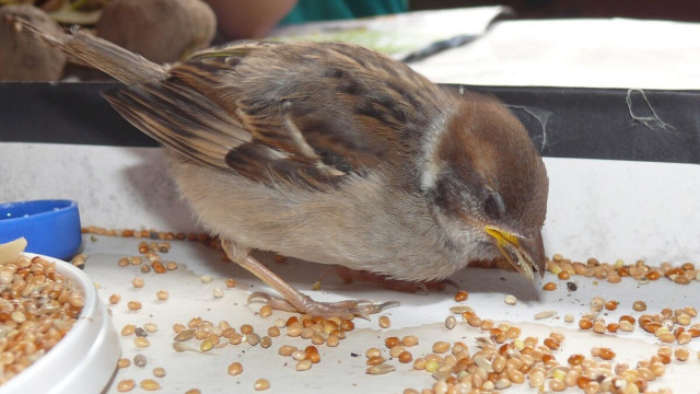 Dit is waarom de neerwaartse trend van Solana moeilijk om te keren zal zijn