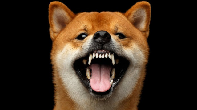 Het gebeurt weer -- Shiba Inu gaat parabolisch en schiet vandaag 38% hoger