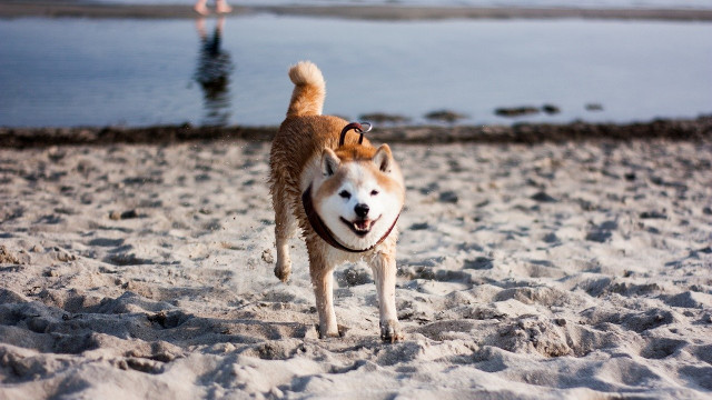 Het waar en hoe van SHIB-handelaren die hier winst maken