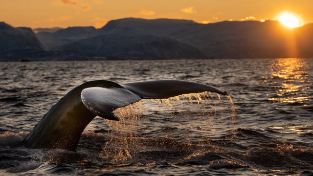 Hoe deze voedingspatronen van Bitcoin-walvissen detailhandelaren kunnen helpen?