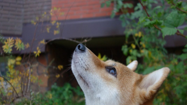 Hoe ver Shiba Inu investeerders 'SHIB' kunnen varen in de huidige markt?