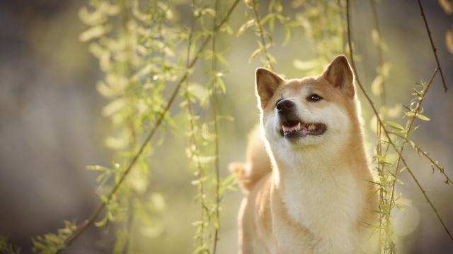 Is Shiba Inu een antwoord op inflatie? Het kan in 1 land zijn