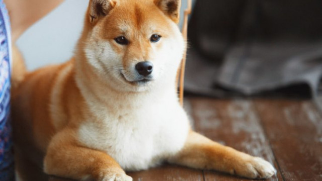 SHIB en DOGE zijn de beste meme-tokens die je op 14 februari 2022 kunt kopen en dit is waarom!