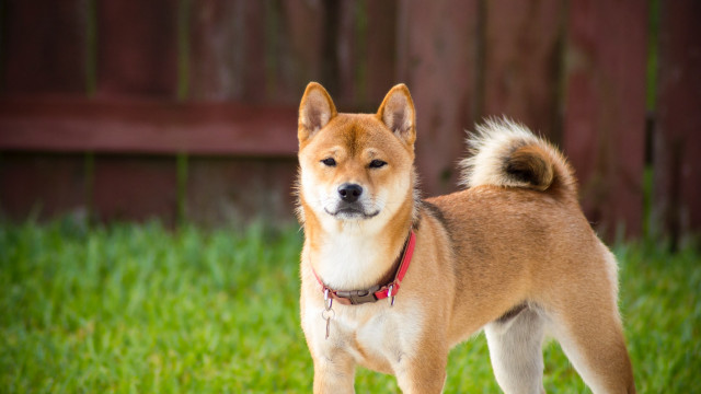 Shiba Inu, Binance Coin, VeChain Prijsanalyse: 08 februari