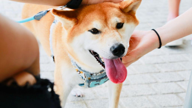 Shiba Inu haalt FTX-token in als lieveling van Ethereum Whales