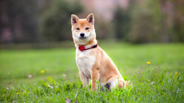 Shiba Inu: het ware potentieel meten van nog steeds HODLing SHIB