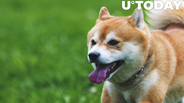 Shiba Inu-houders blijven toevoegen terwijl community nieuwe mijlpalen bereikt