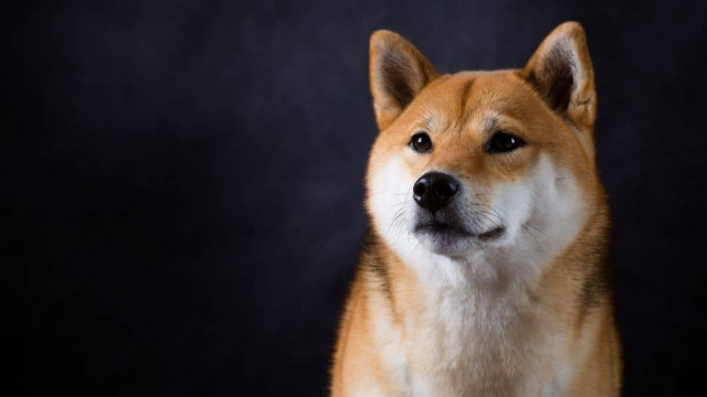 Shiba Inu kan een enorm nut hebben dat moeilijk te begrijpen is voor zijn leger
