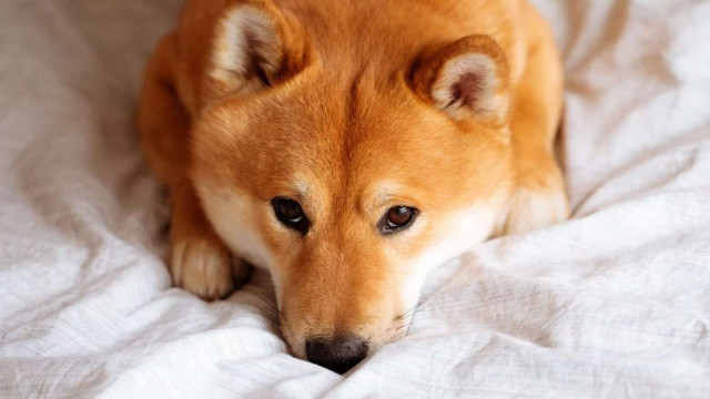 Shiba Inu NFT's (Shiboshis) met 70% gedaald sinds hun ATH
