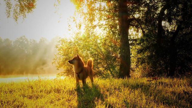 Shiba Inu: Nu het zijn beloop heeft, zijn de dagen van SHIB geteld in de toekomst