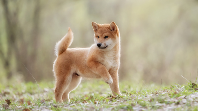 Shiba Inu-prijsanalyse: bullish patroon vormt zich, SHIB's uitbraak dreigt?