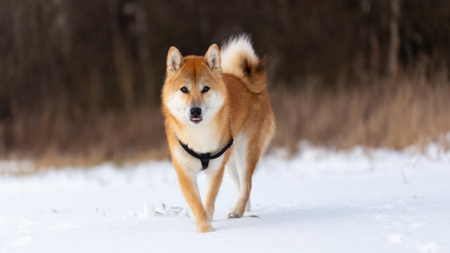 Shiba Inu: wat een nieuwe notering op Foxbit in Brazilië betekent voor investeerders?