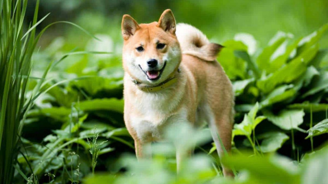 Shiba Inu werkt samen met Italiaans fastfoodrestaurant om een joint met een SHIB-thema te lanceren