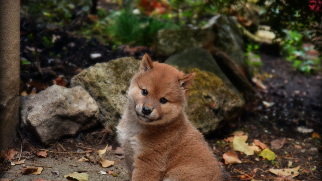 Shiba NFT-munten is live op Cardano omdat de voorverkoop van Shinu-token toeneemt