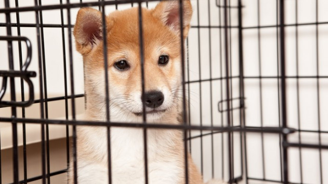 Waarom Shiba Inu en Dogecoin in het hondenhok zitten