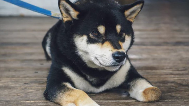 Waarom walvissen Shiba Inu-transacties naar recordhoogten duwen, terwijl bijna 2 miljoen SHIB vasthoudt