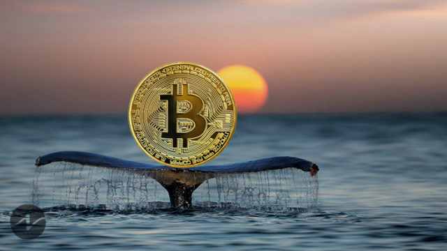 Whale Alert: onbekende portemonnee koopt $ 25,7 miljoen aan Bitcoin van Gemini